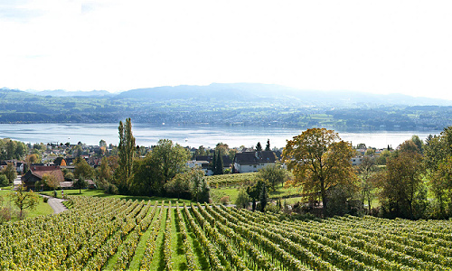 Weingut Bachmann 21