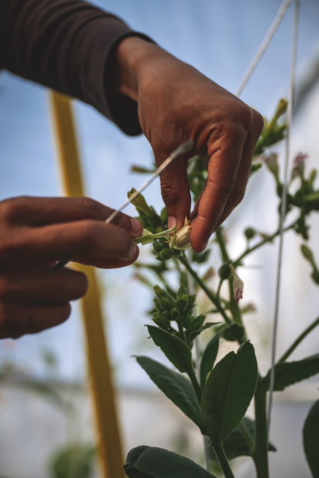 Tobacco cultivation detail