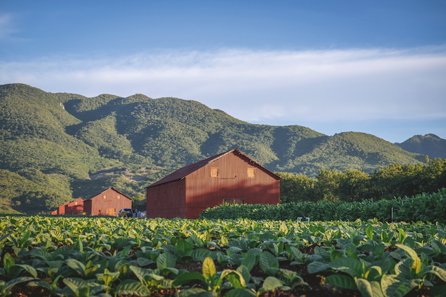 Davidoff model farm